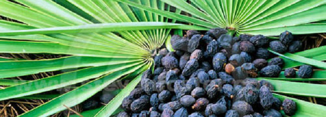 Saw Palmetto avoids prostate problems - Fact Checker Plus